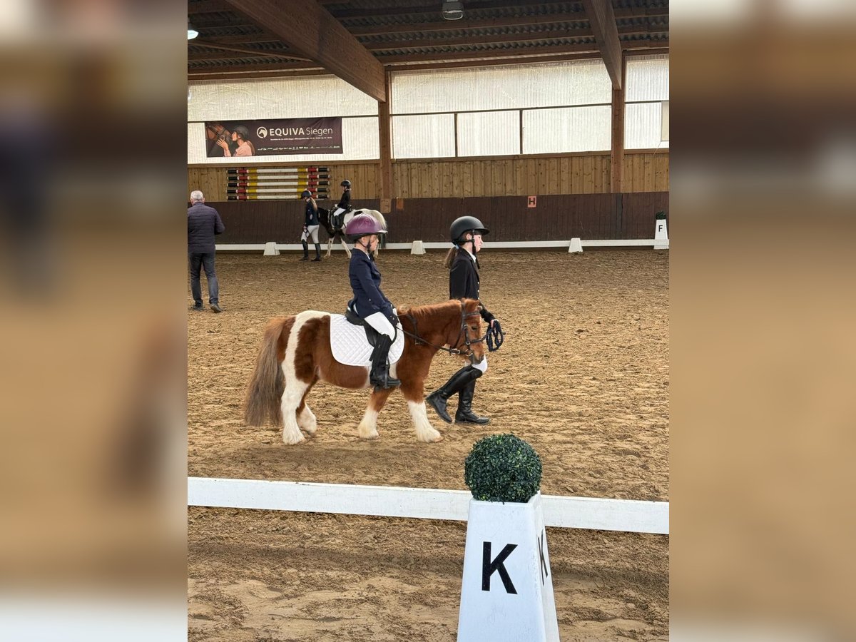Shetland Ponys, Wallach in Siegen