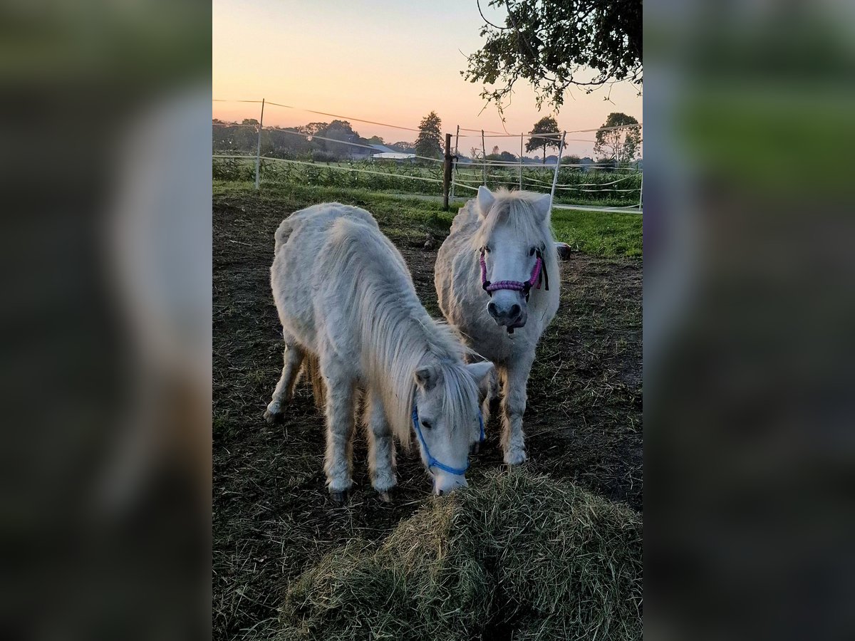 Shetland Ponys Wallach 19 Jahre 85 cm in Ecklak
