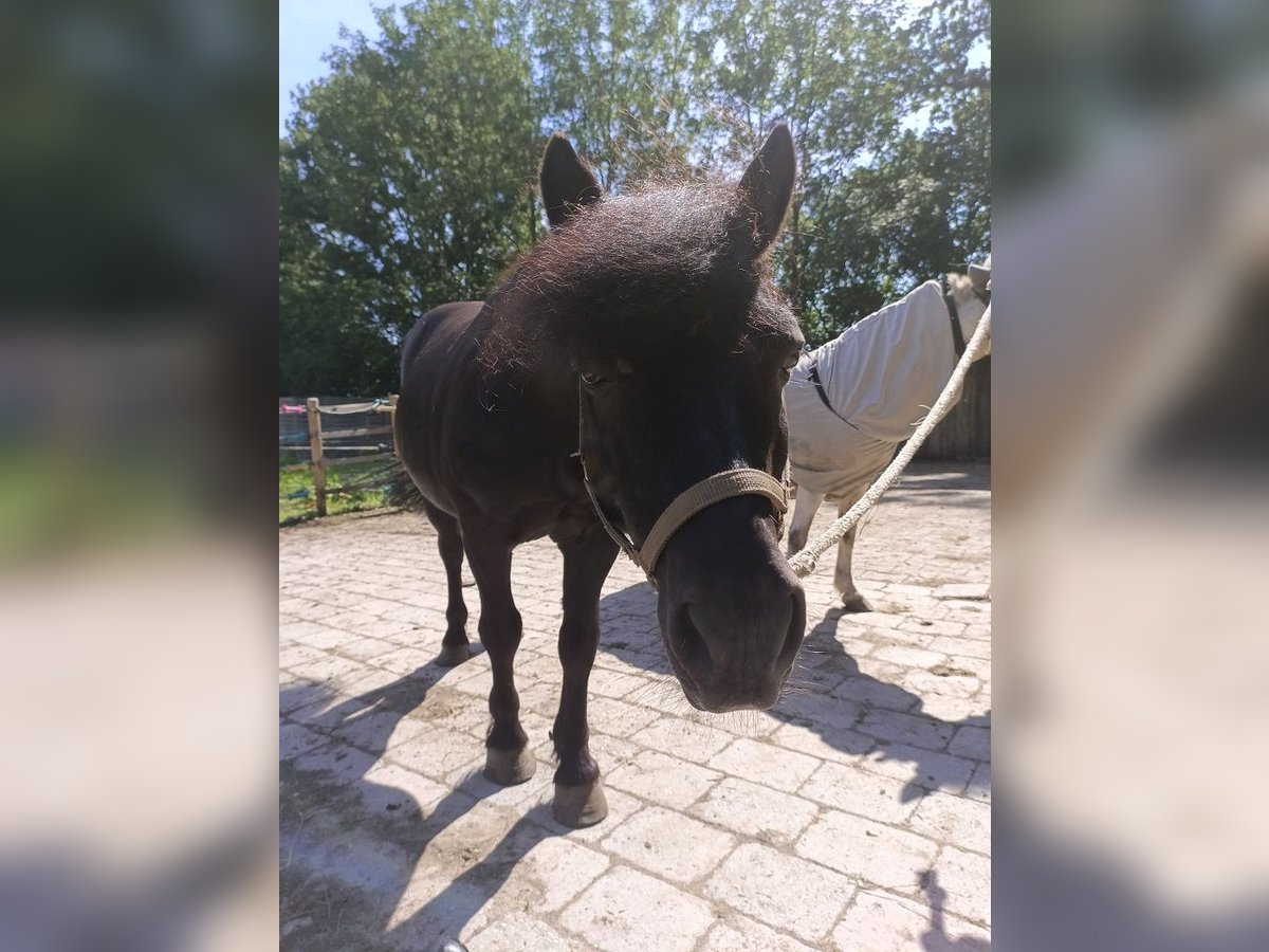 Shetland Ponys Wallach 19 Jahre 95 cm Rappe in Bobingen