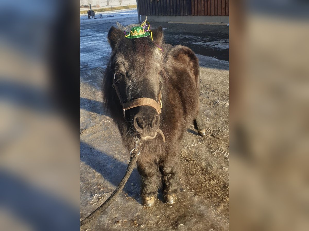 Shetland Ponys Wallach 19 Jahre in MössingenMössingen Shetland Ponys Wallach 19 Jahre in MössingenMössingen