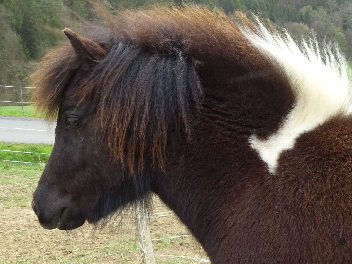 Shetland Ponys Wallach 1 Jahr 100 cm Schecke in Riegersburg