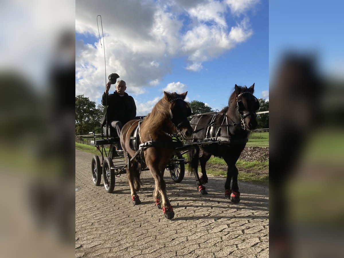 Shetland Ponys Mix Wallach 23 Jahre 108 cm Dunkelfuchs in Schwanewede
