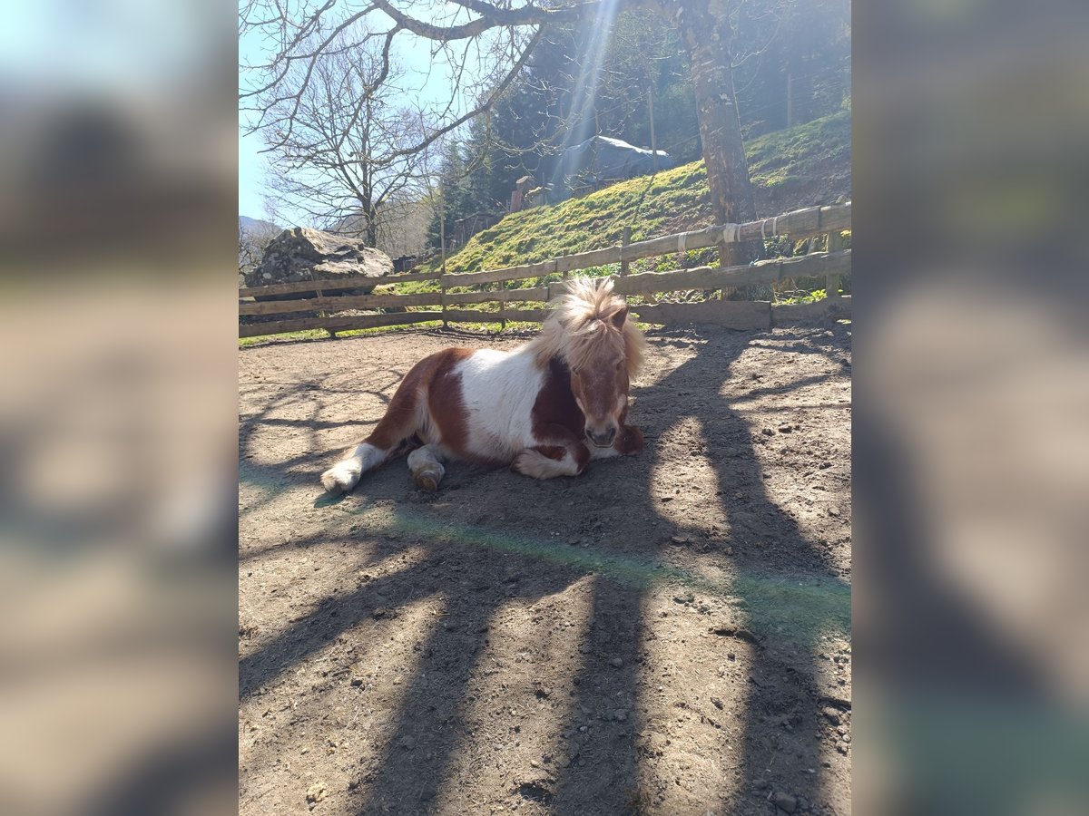 Shetland Ponys Wallach 23 Jahre 85 cm Schecke in Oberried