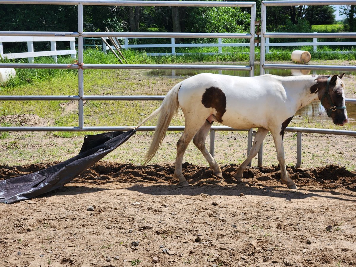 Shetland Ponys Wallach 2 Jahre 112 cm Schecke in Prior Lake