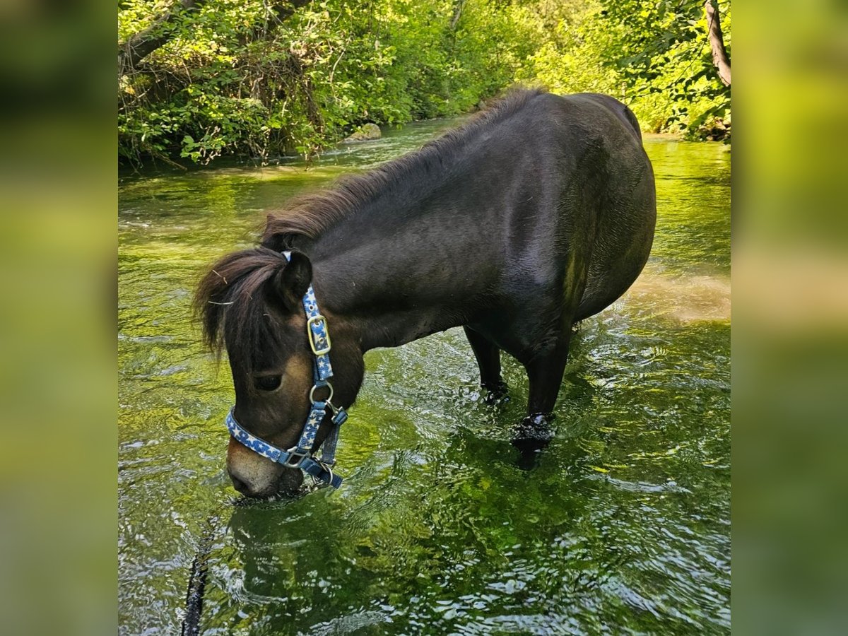 Shetland Ponys Wallach 2 Jahre 80 cm Dunkelbrauner in Thierhaupten