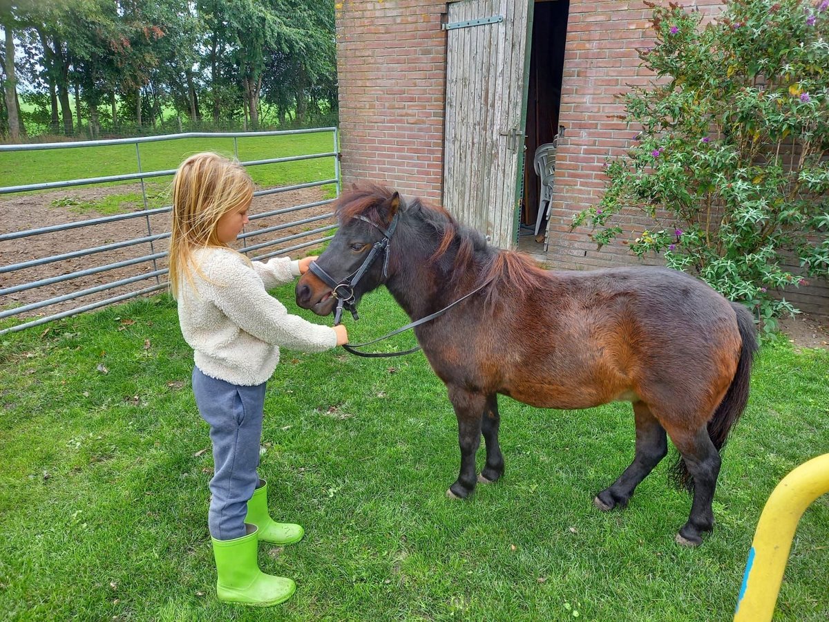 Shetland Ponys Wallach 2 Jahre 95 cm Rappe in Hoogland