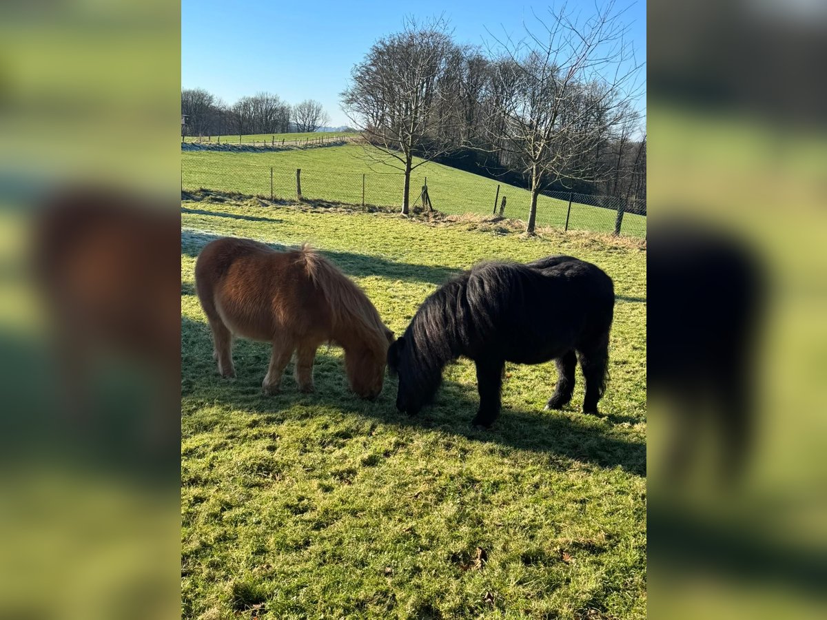 Shetland Ponys Wallach 30 Jahre in Iserlohn