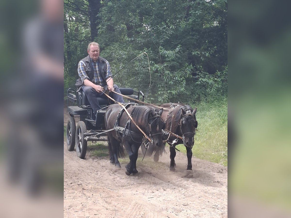 Shetland Ponys Wallach 3 Jahre 100 cm Rappe in Tecklenburg