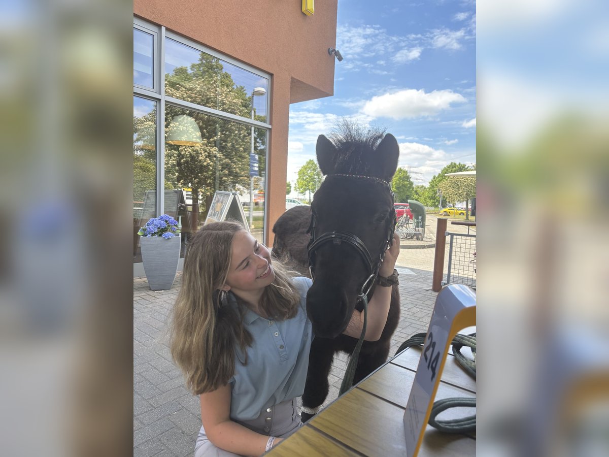 Shetland Ponys Wallach 3 Jahre 100 cm Rappe in Berlin