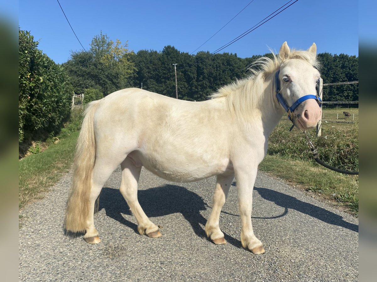 Shetland Ponys Wallach 3 Jahre 100 cm White in Boudrac