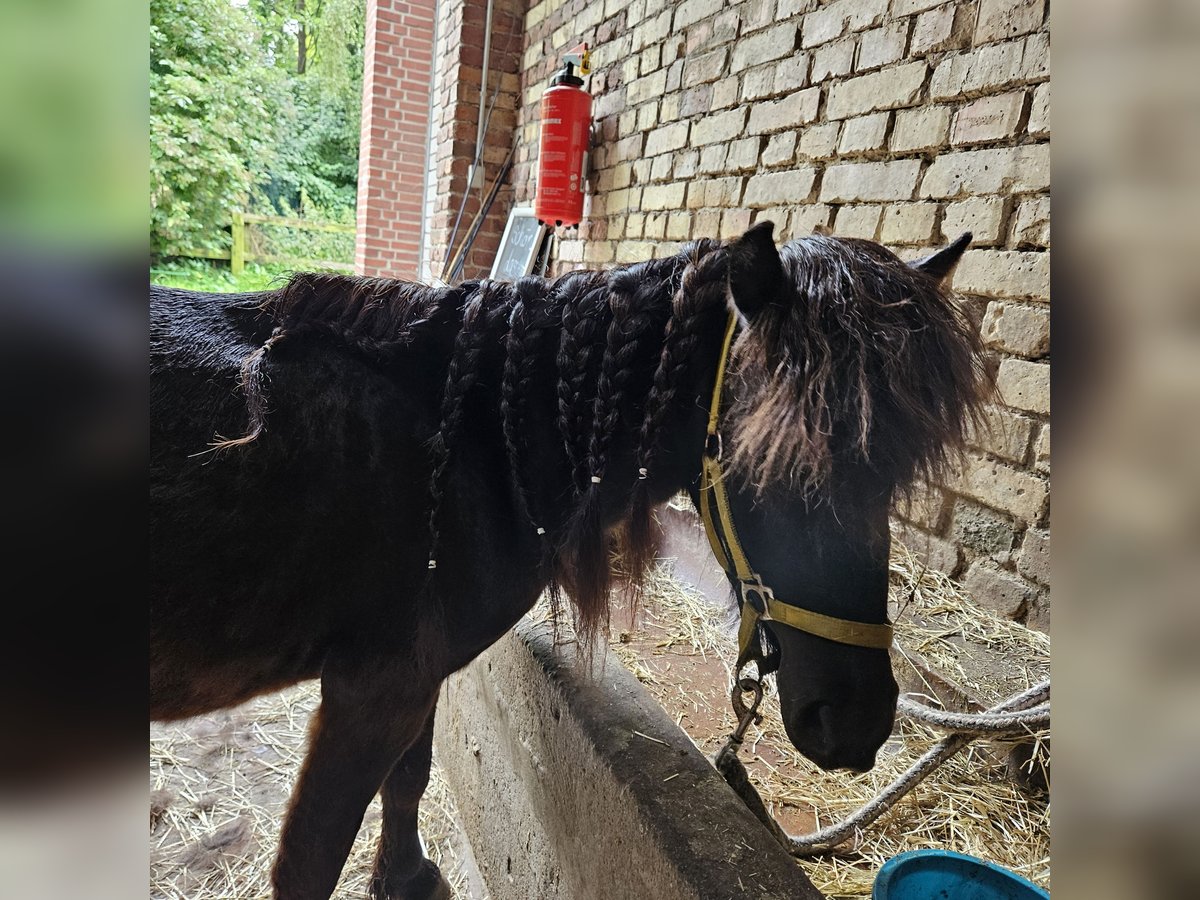 Shetland Ponys Wallach 3 Jahre 104 cm Rappe in Nordkirchen