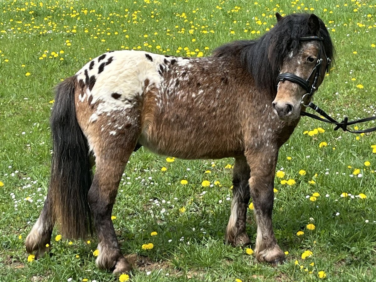 Shetland Ponys Wallach 3 Jahre 105 cm Tigerschecke in Ursensollen