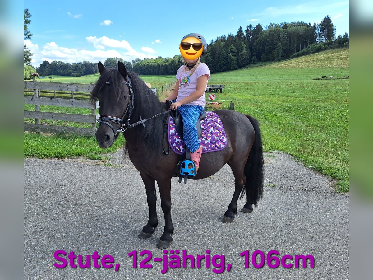 Shetland Ponys Wallach 3 Jahre 110 cm Rappe in Argenb&#xFC;hl