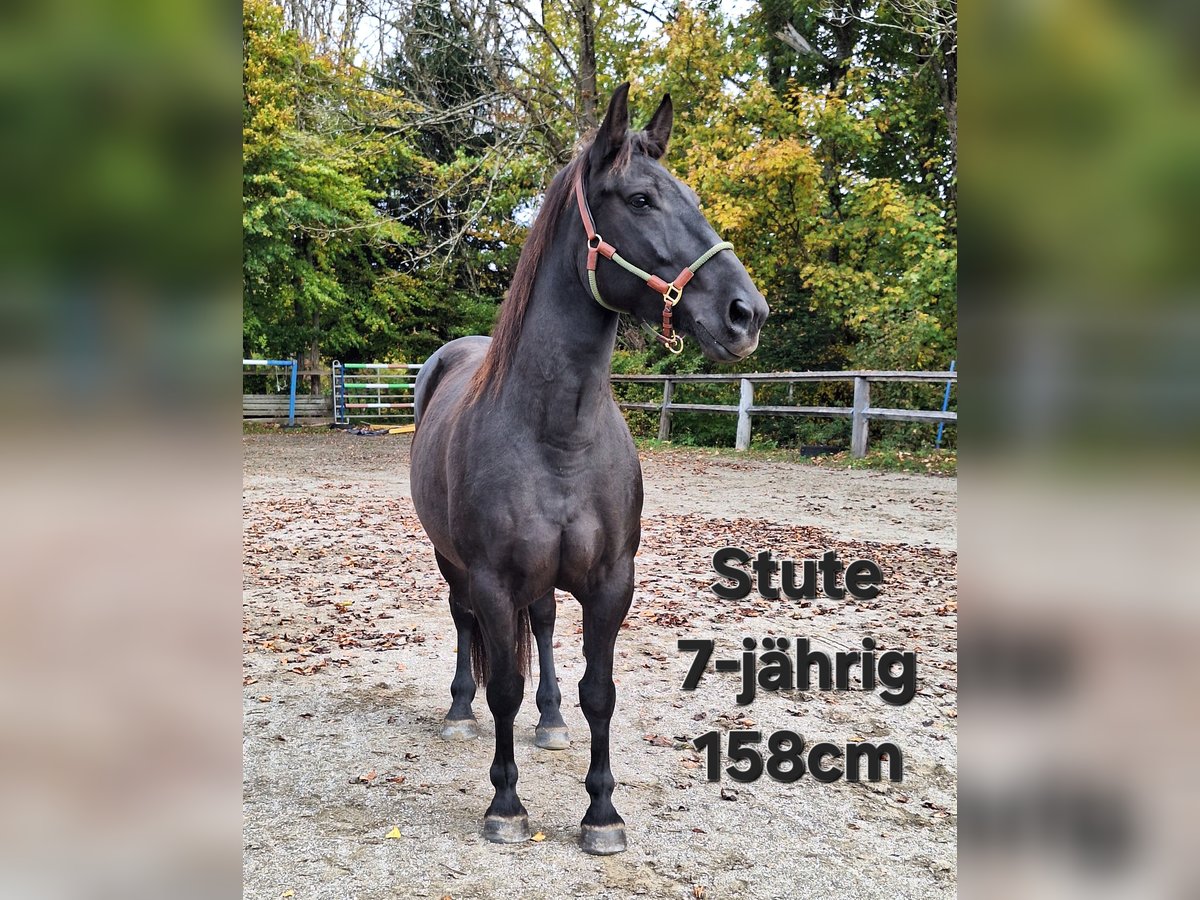 Shetland Ponys Wallach 3 Jahre 111 cm Rappe in Argenb&#xFC;hl