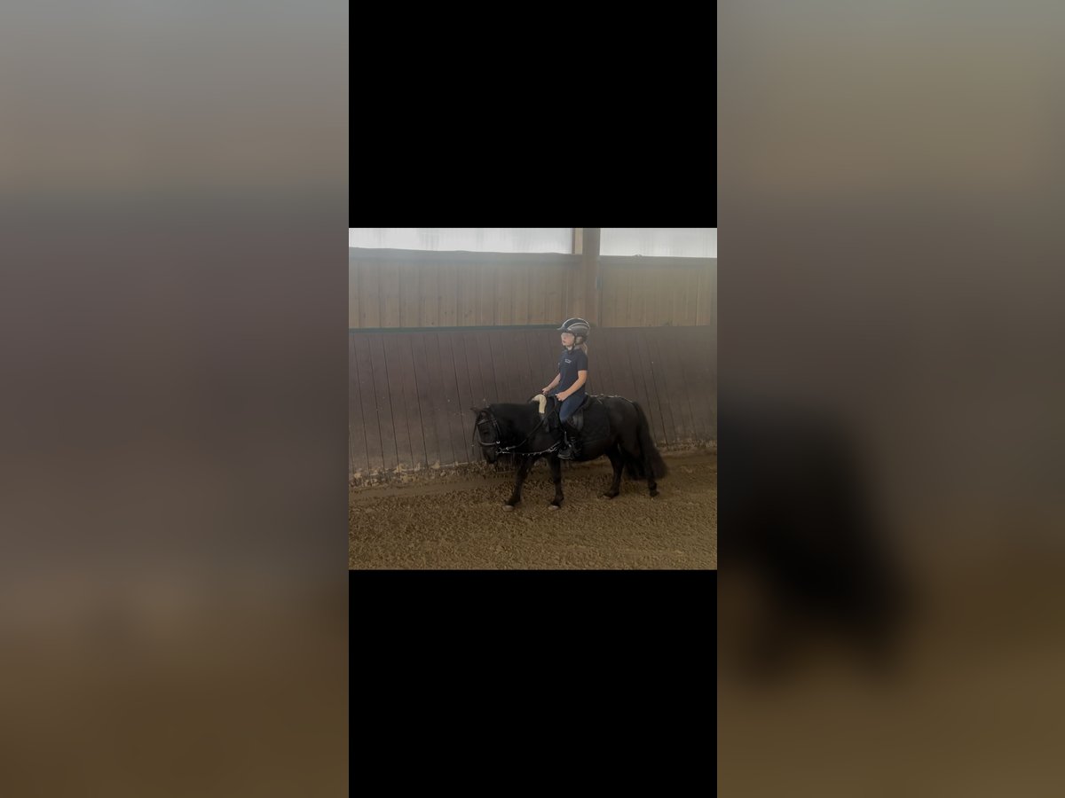 Shetland Ponys, Wallach in Siegen