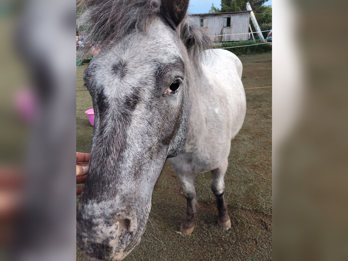 Shetland Ponys Mix Wallach 4 Jahre 100 cm Apfelschimmel in Queienfeld