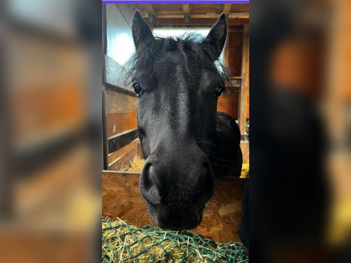 Shetland Ponys Wallach 4 Jahre 100 cm in Wei&#xDF;enfels