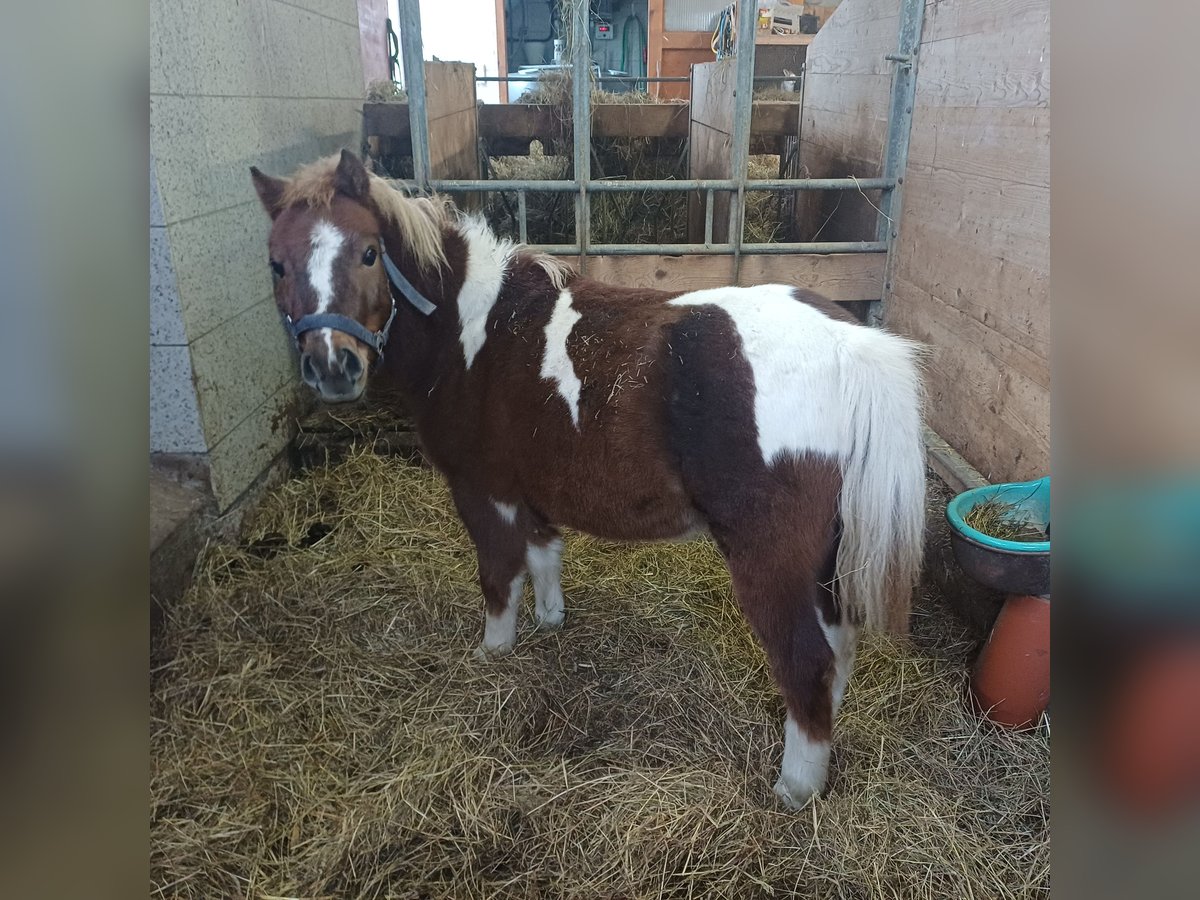 Shetland Ponys Wallach 4 Jahre 100 cm Schecke in Neumarkt