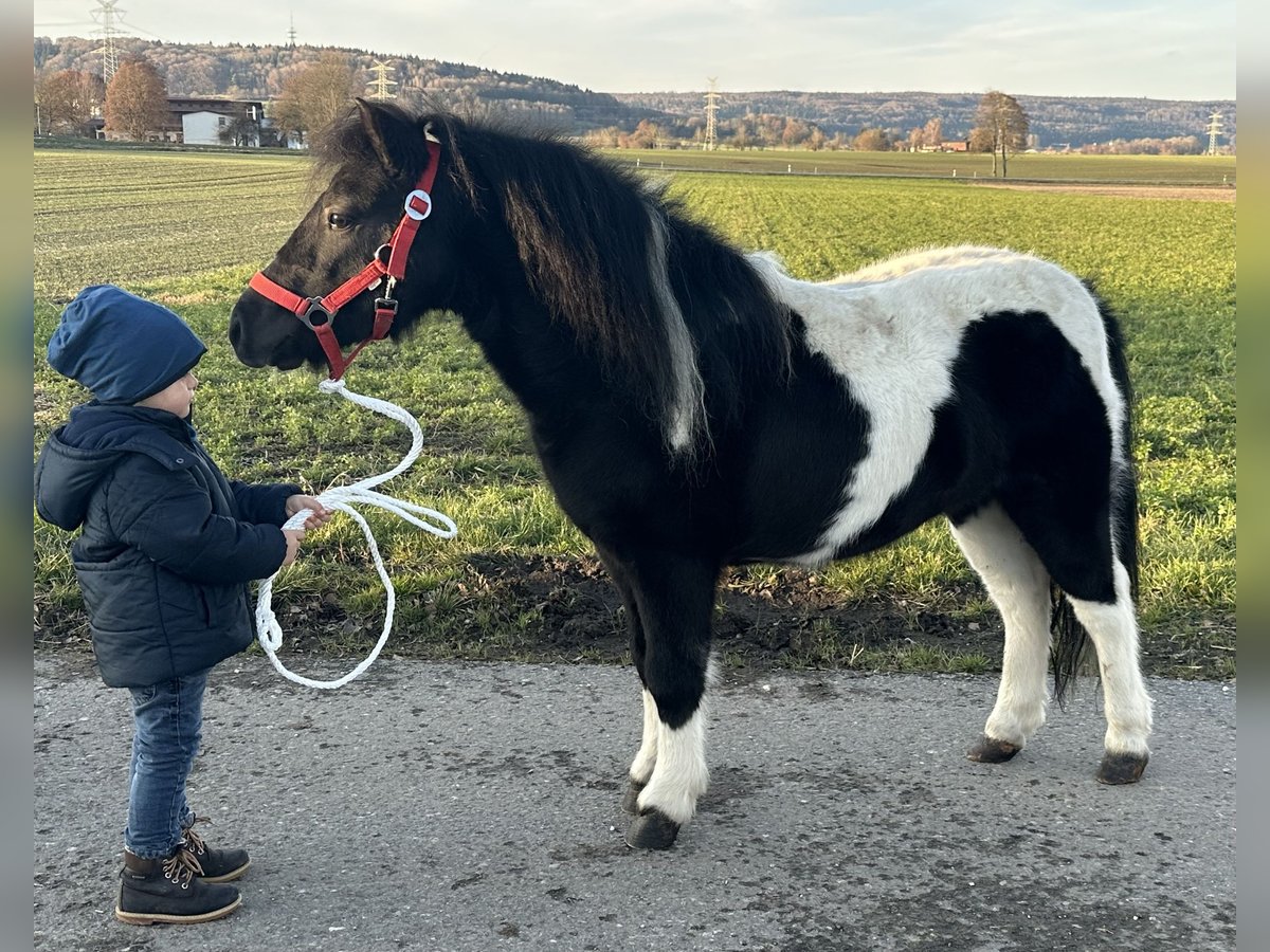 Shetland Ponys Wallach 4 Jahre 114 cm Schecke in Riedlingen