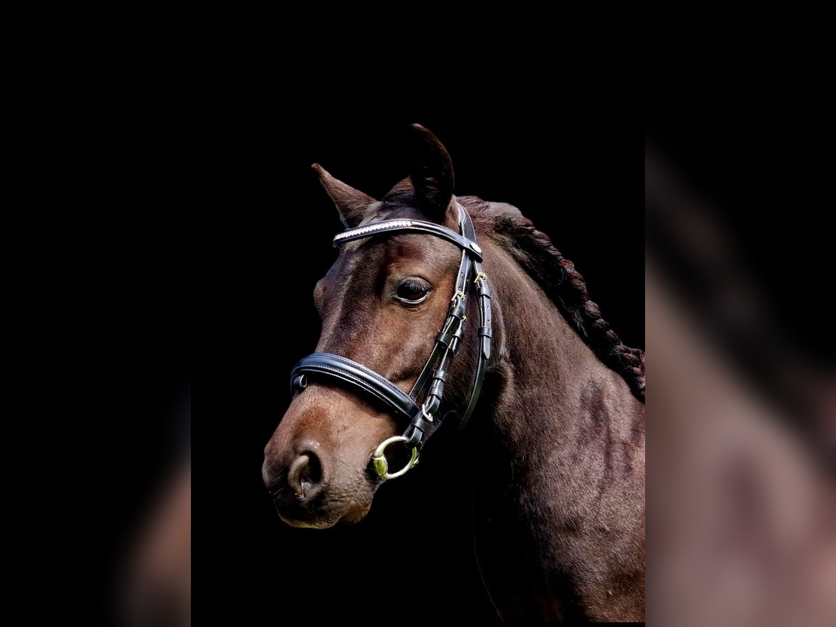 Shetland Ponys Wallach 5 Jahre 103 cm Rappe in Surwold