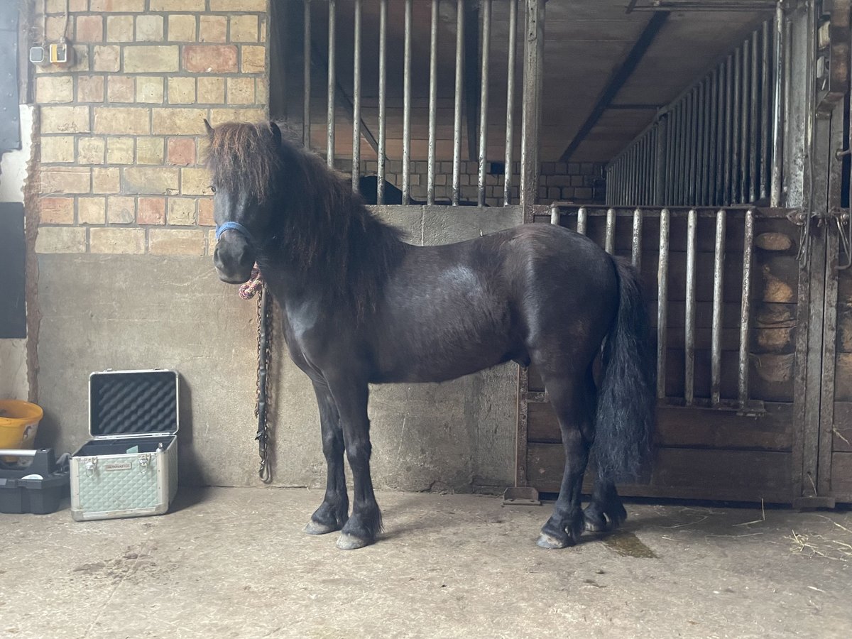 Shetland Ponys Wallach 5 Jahre 112 cm Rappe in Haselund