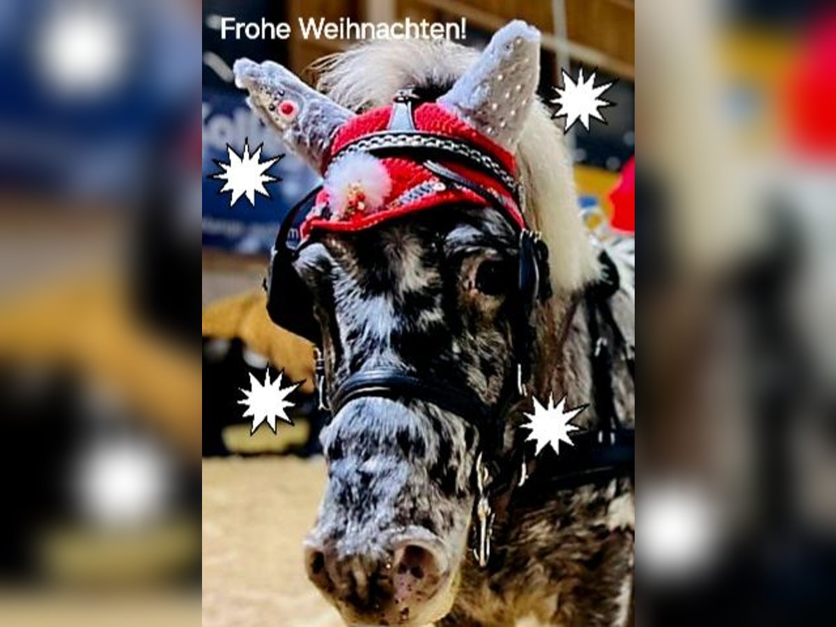 Shetland Ponys Mix Wallach 5 Jahre 118 cm Tigerschecke in M&#xFC;hlhausen