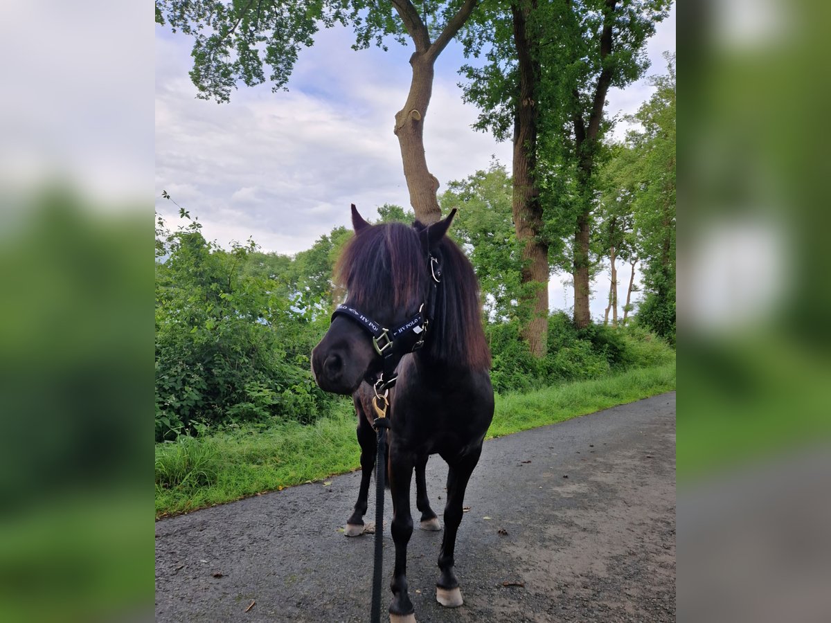 Shetland Ponys Wallach 5 Jahre 95 cm Rappe in Hude (Oldenburg)