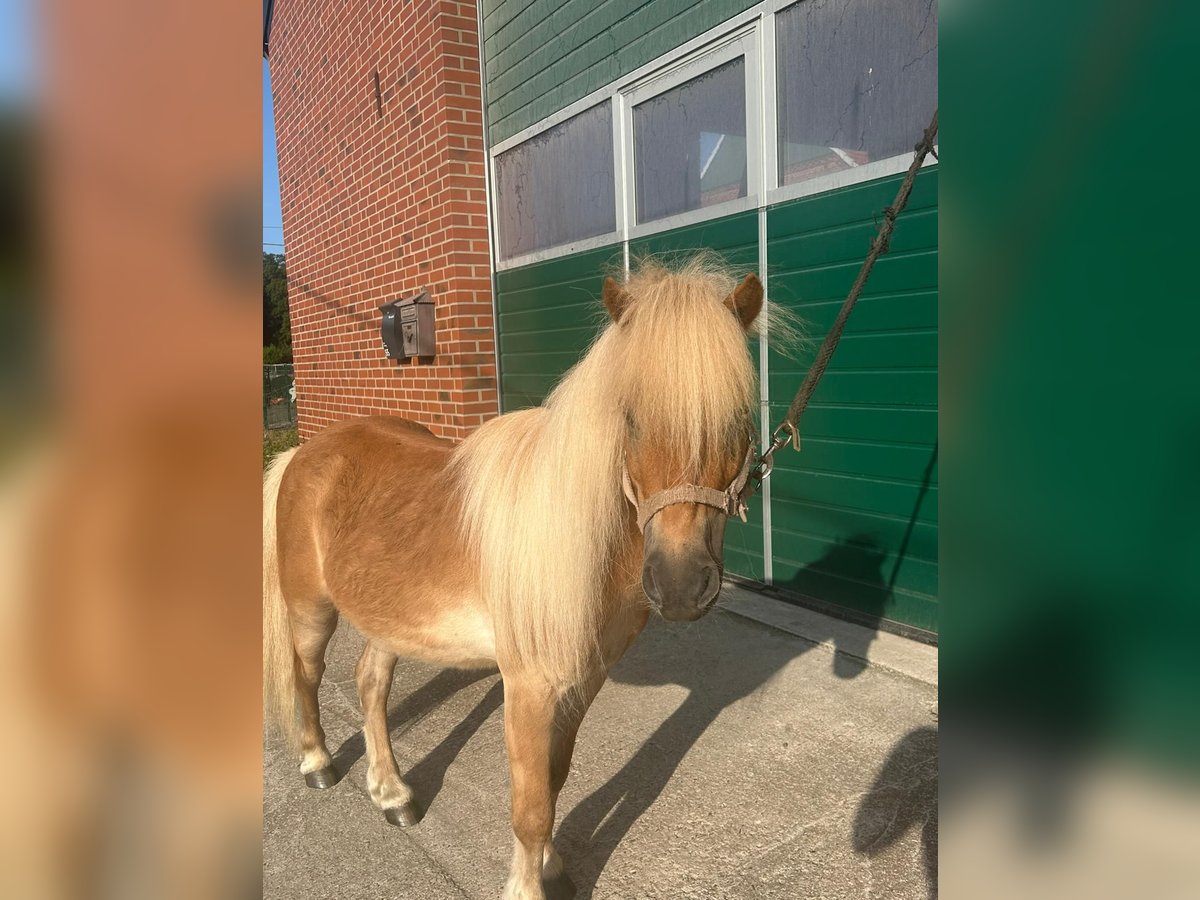 Shetland Ponys Wallach 6 Jahre 100 cm Fuchs in Rhede