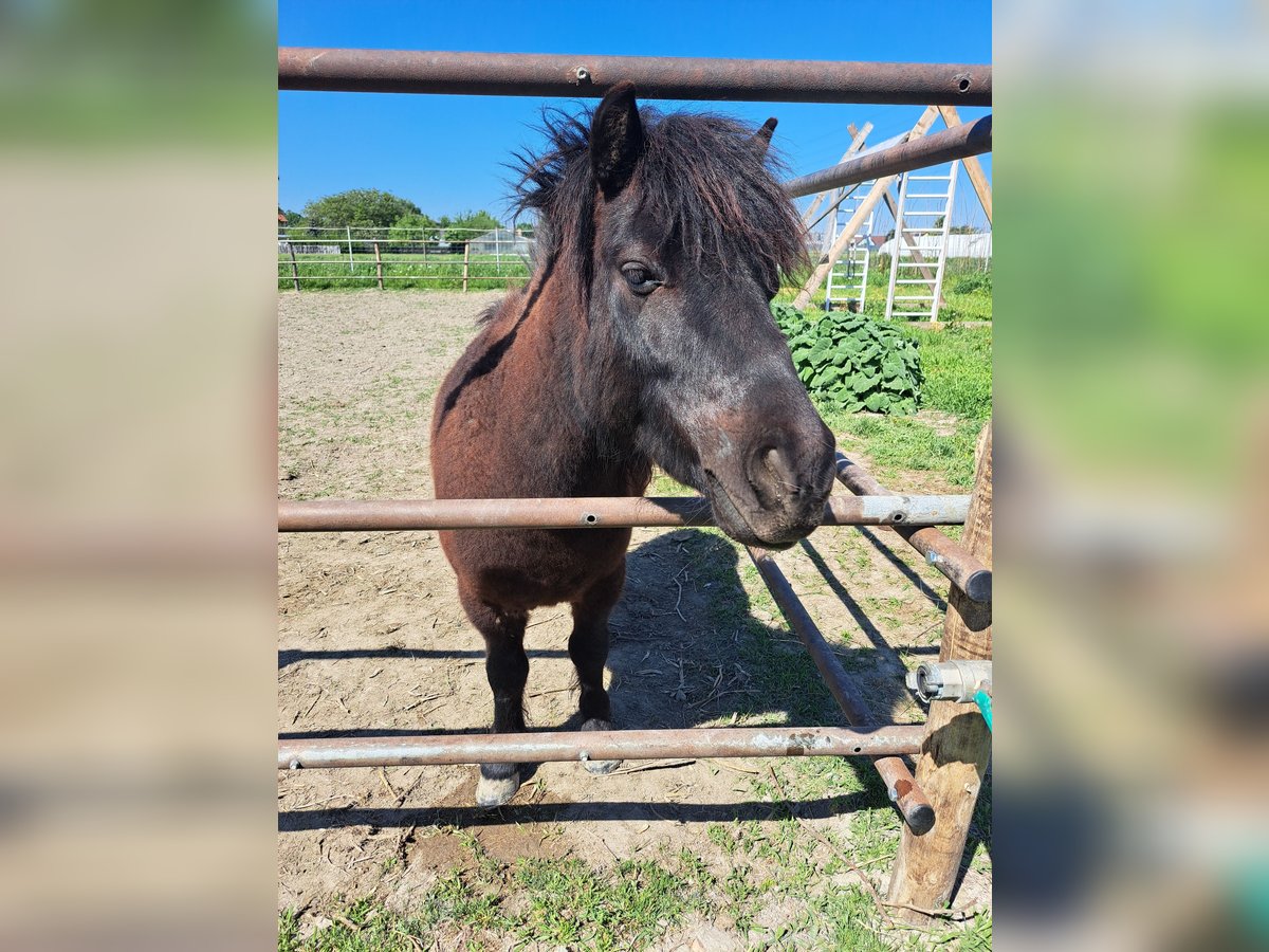 Shetland Ponys Mix Wallach 6 Jahre 90 cm Rappe in Wien, Simmering