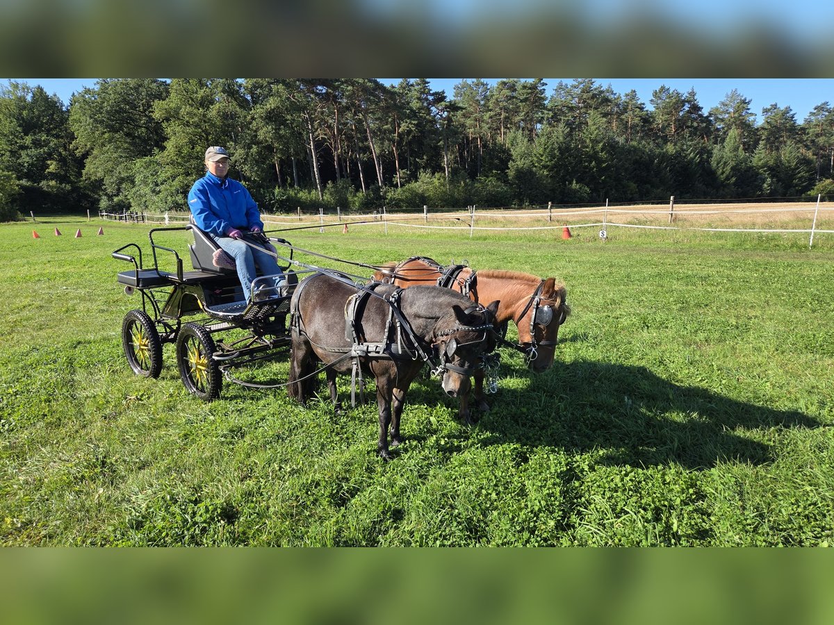 Shetland Ponys Wallach 6 Jahre 99 cm Fuchs in Stade