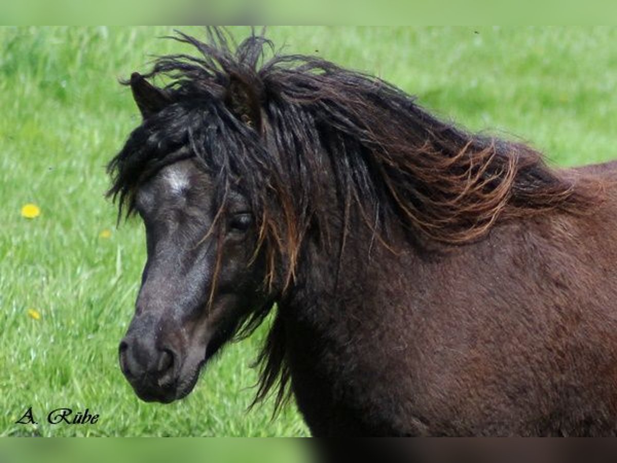 Shetland Ponys Wallach 6 Jahre 99 cm Rappe in Neumünster