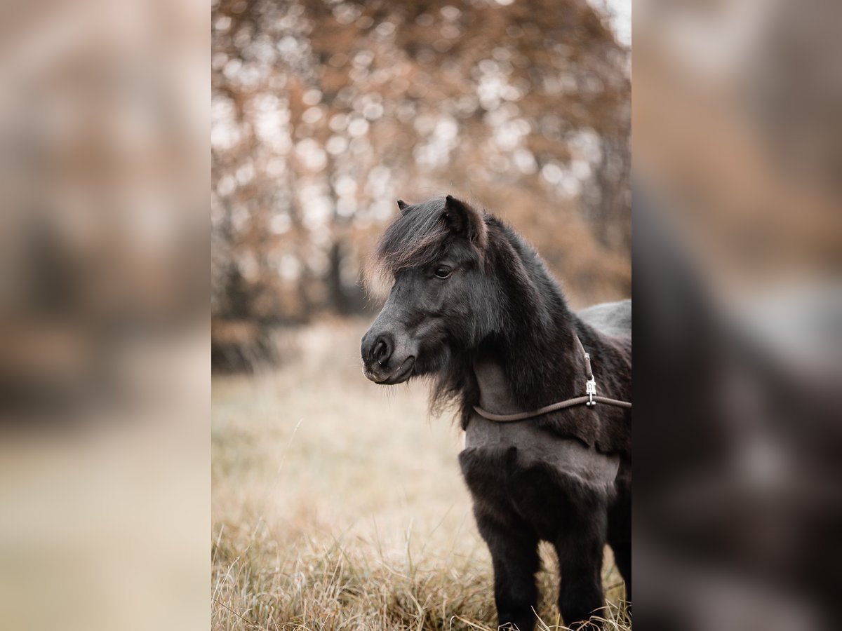 Shetland Ponys Wallach 7 Jahre 105 cm Schwarzbrauner in Köln