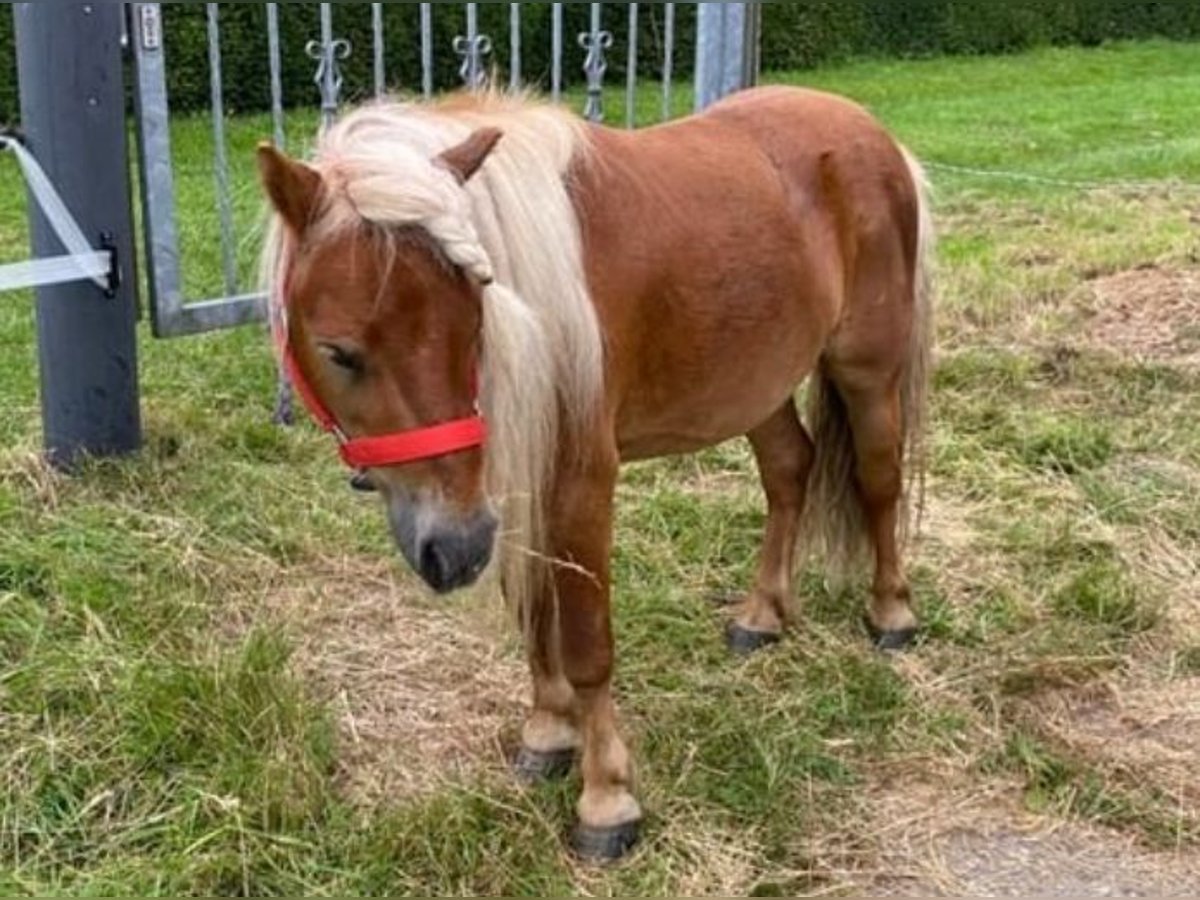 Shetland Ponys Wallach 7 Jahre 80 cm Fuchs in Geestland