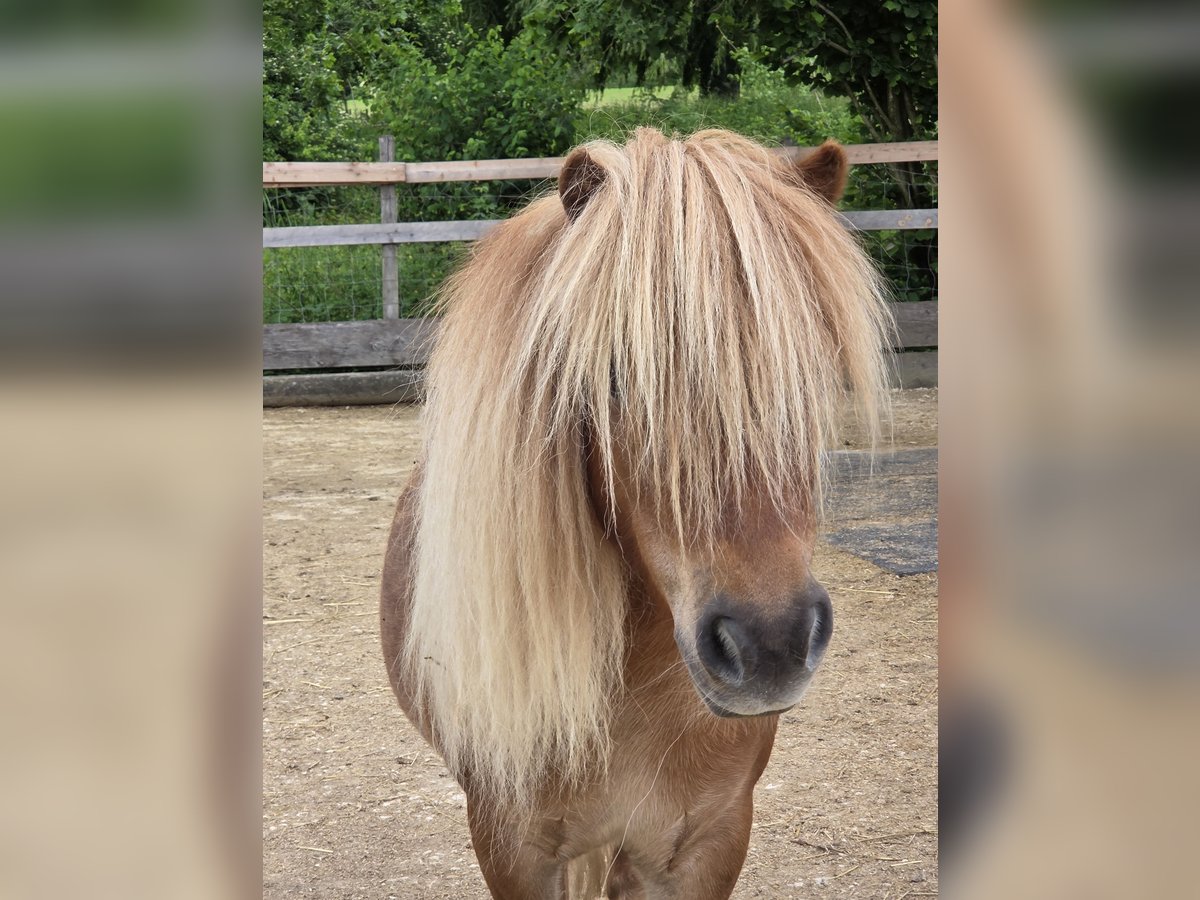 Shetland Ponys Wallach 7 Jahre 83 cm Fuchs in Gals