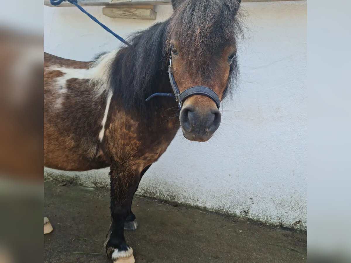 Shetland Ponys Wallach 7 Jahre 90 cm Schecke in Kleinwallstadt