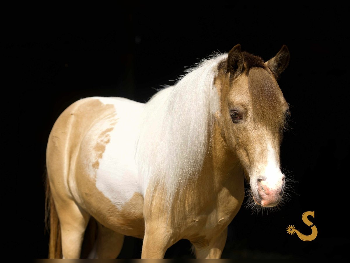 Shetland Ponys Wallach 7 Jahre 91 cm in Bogard, MO