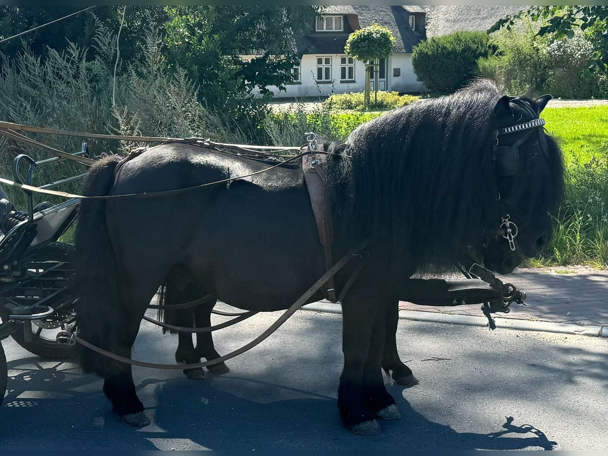 Shetland Ponys Wallach 8 Jahre 105 cm Rappe in Süderlügum