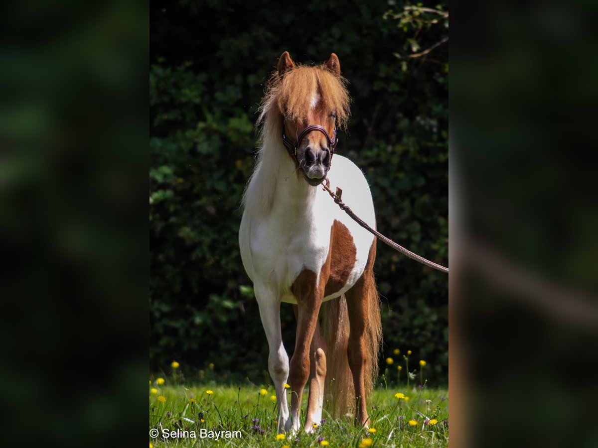 Shetland Ponys Mix Wallach 8 Jahre 110 cm Schecke in Rheinstetten