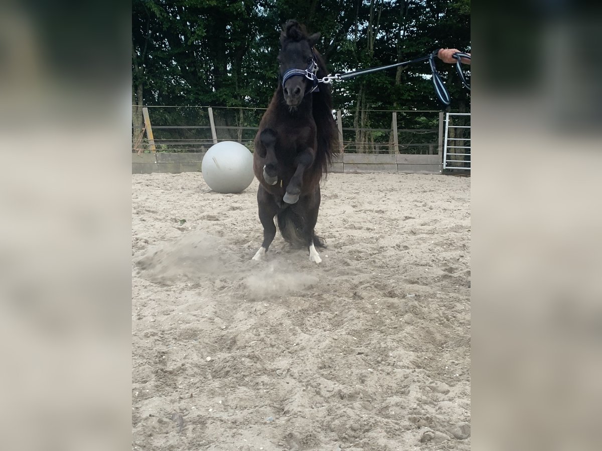 Shetland Ponys Wallach 8 Jahre 80 cm Dunkelbrauner in Lekkerkerk