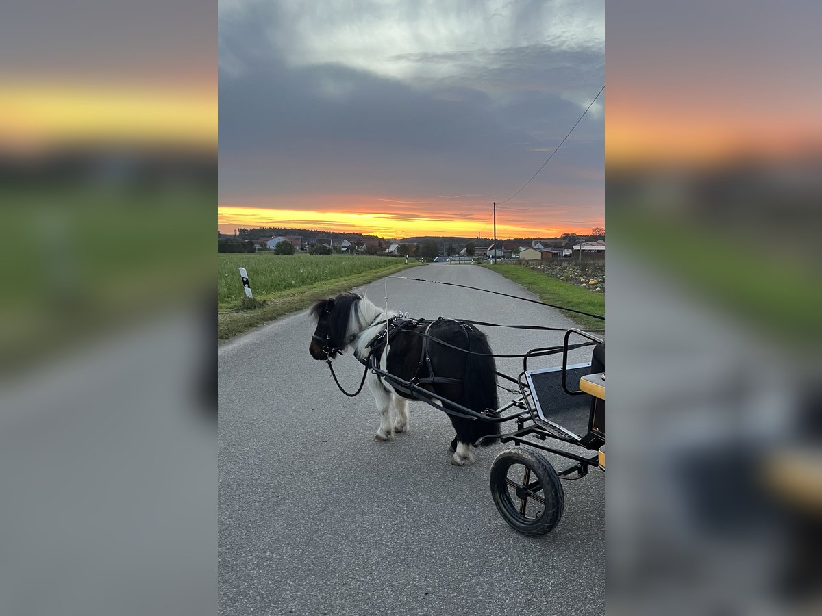 Shetland Ponys Wallach 8 Jahre 92 cm Schecke in Flachslanden