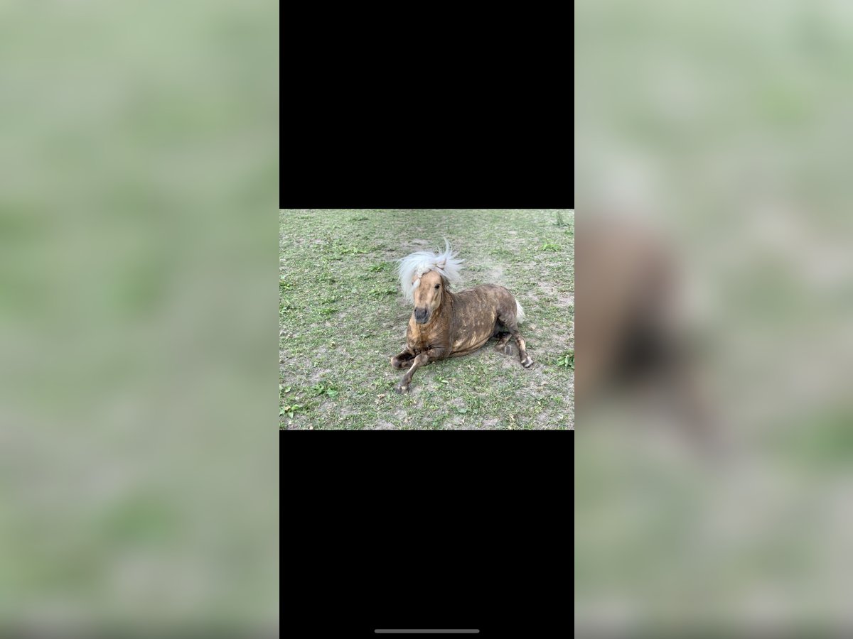 Shetland Ponys Wallach 8 Jahre 97 cm Palomino in Bassum