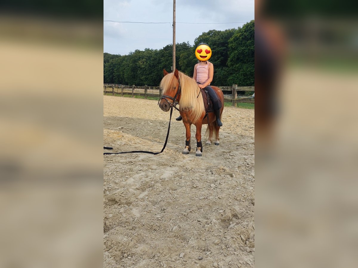 Shetland Ponys Wallach 9 Jahre 100 cm Fuchs in Bedburg-Hau