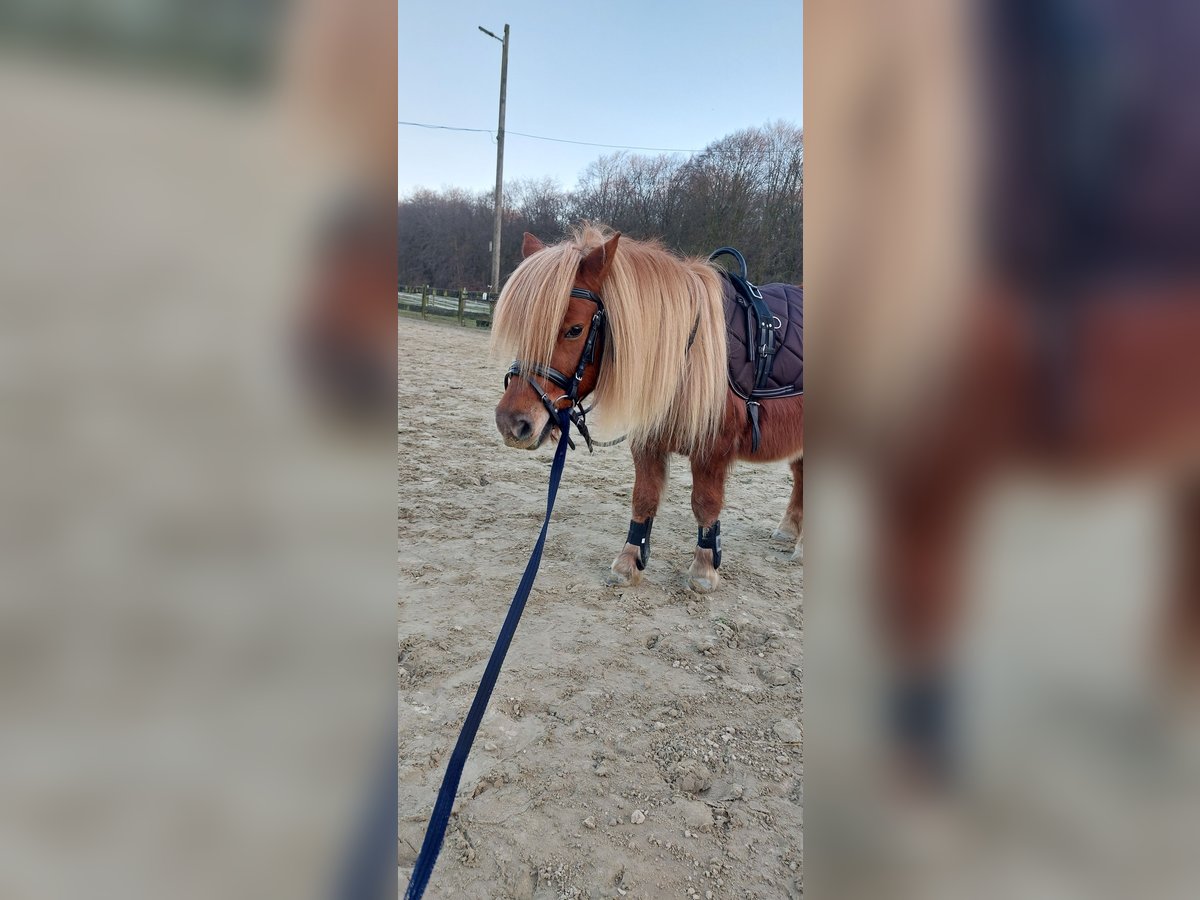 Shetland Ponys Wallach 9 Jahre 100 cm Fuchs in Bedburg-Hau