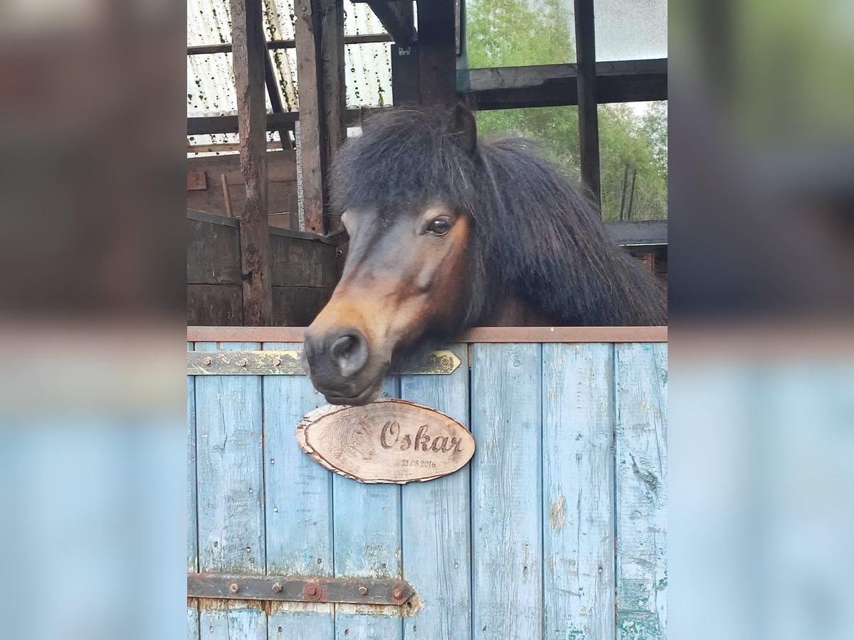 Shetland Ponys Wallach 9 Jahre 104 cm Dunkelbrauner in Hude (Oldenburg)