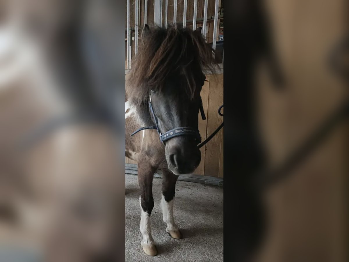 Shetland Ponys Wallach 9 Jahre in Fehraltorf