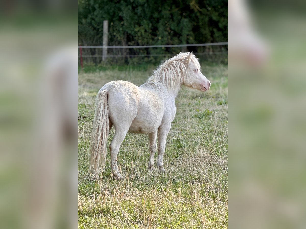 Shetland Stallone 1 Anno 102 cm Perlino in Gro&#xDF; Molzahn
