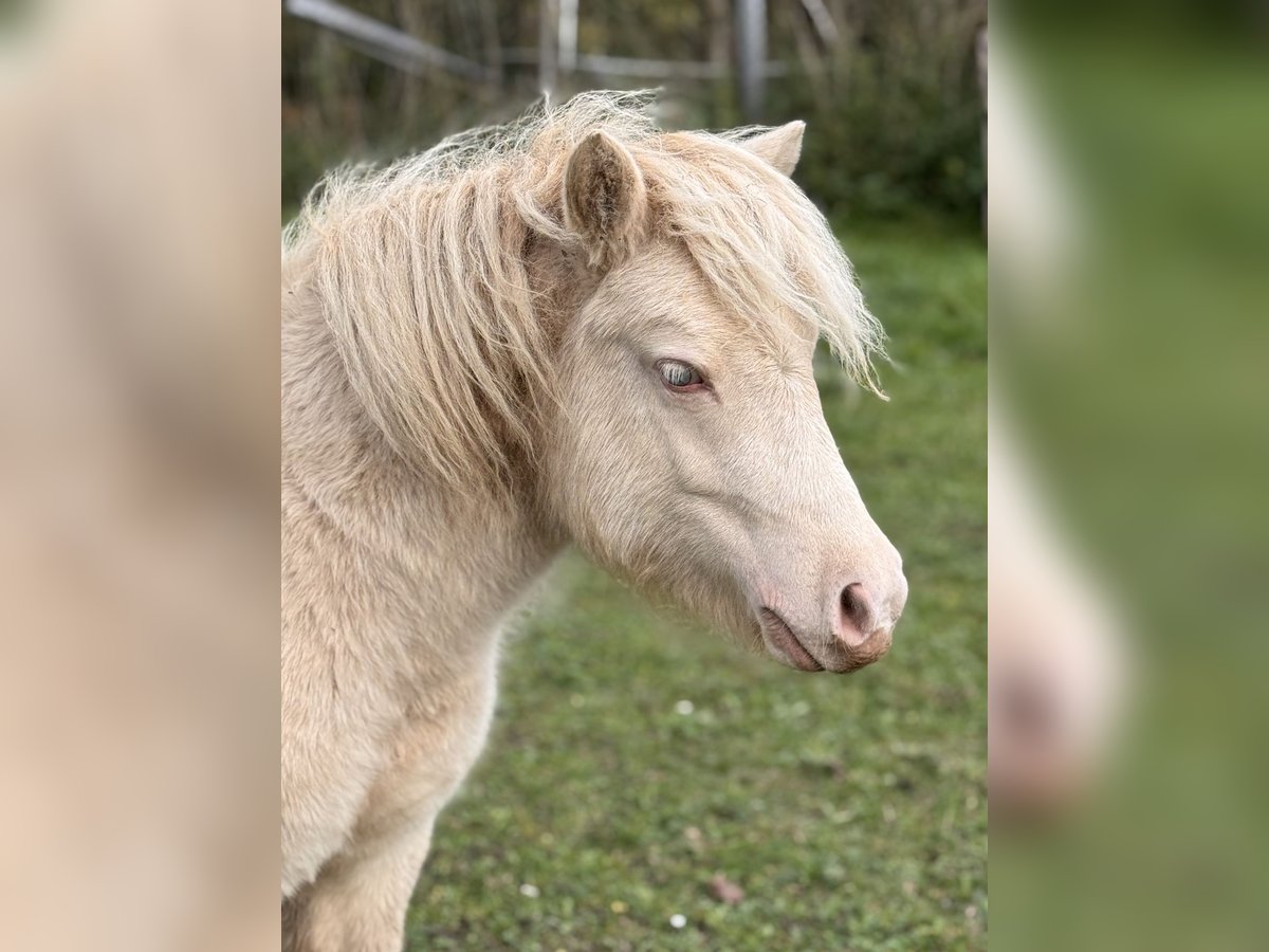 Shetland Stallone 1 Anno 102 cm Perlino in Gro&#xDF; Molzahn