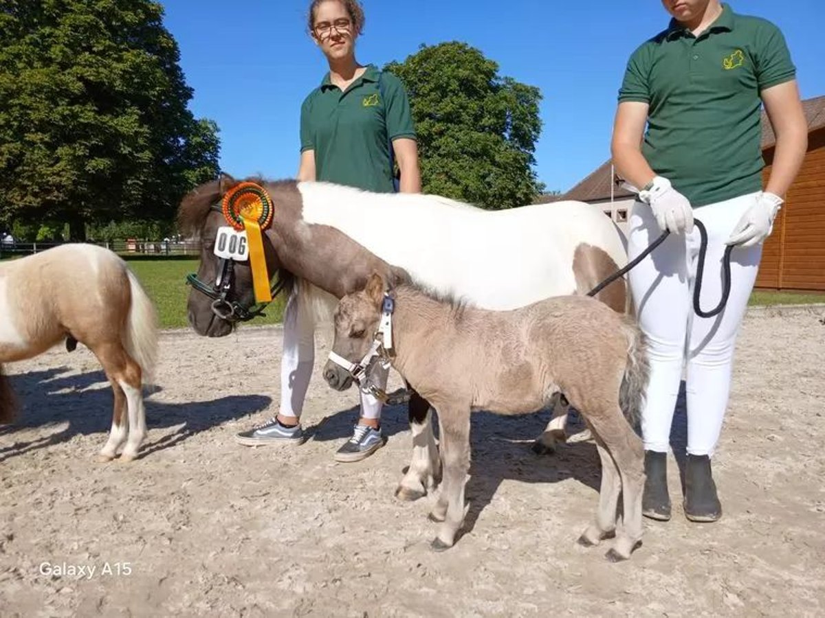 Shetland Stallone 1 Anno 105 cm Falbo in Sitters