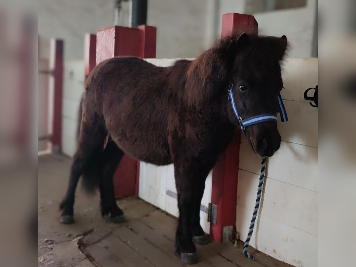 Shetland Stallone 1 Anno 105 cm Morello in Bad Segeberg