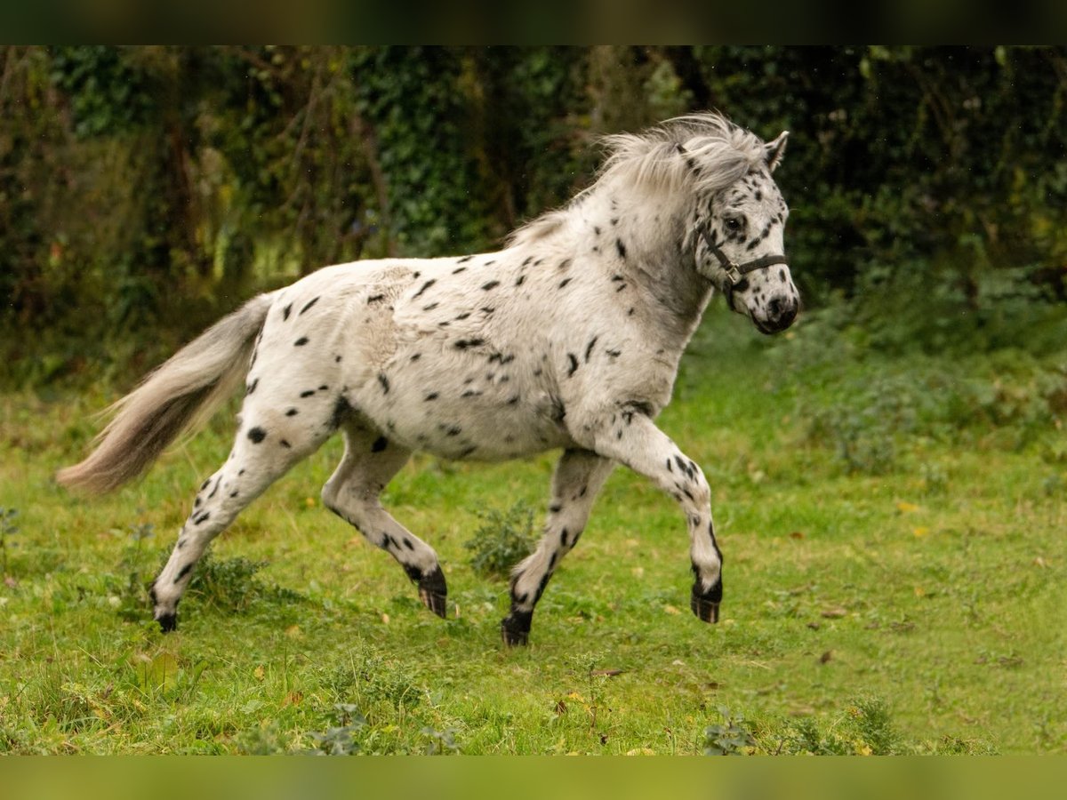 Shetland Stallone 1 Anno 113 cm Leopard in Gro&#xDF; Molzahn